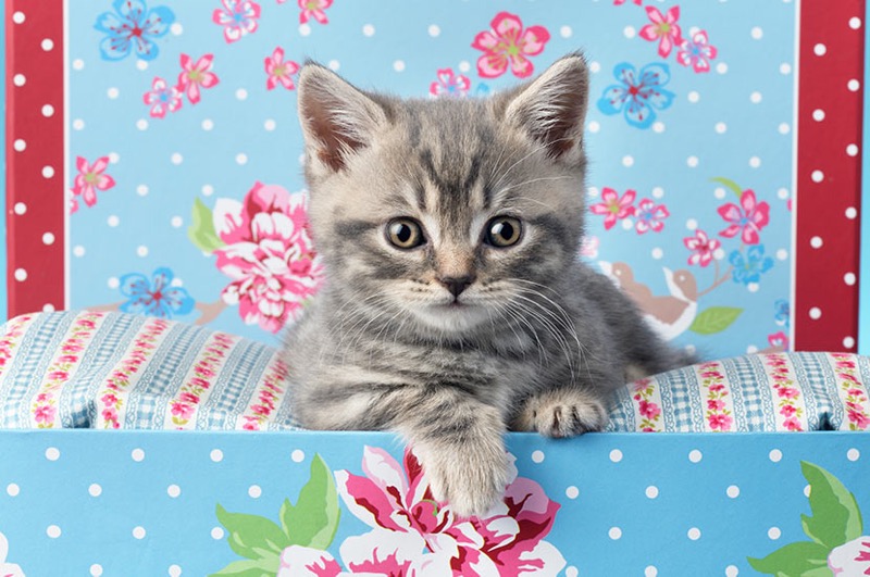 Tabby Kitten