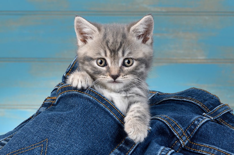 Grey Tabby Kitten CK708