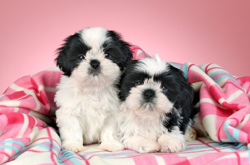 Two Puppies In Blanket DP1505