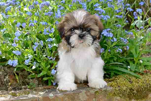 Shih Tzu Puppy DP1308