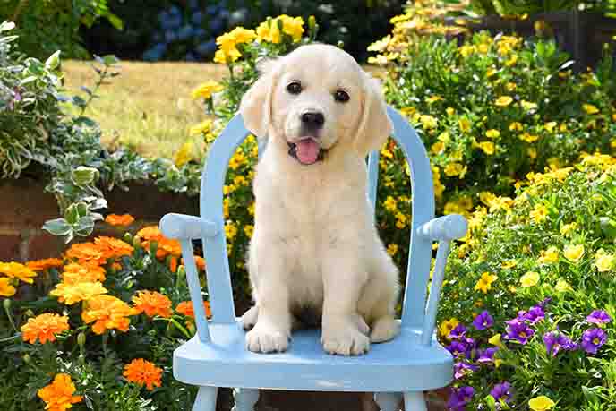 Yellow Labrador Puppy DP1381