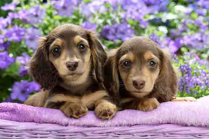 Two Dachshund Puppies DP1431