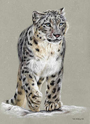 Snow Leopard