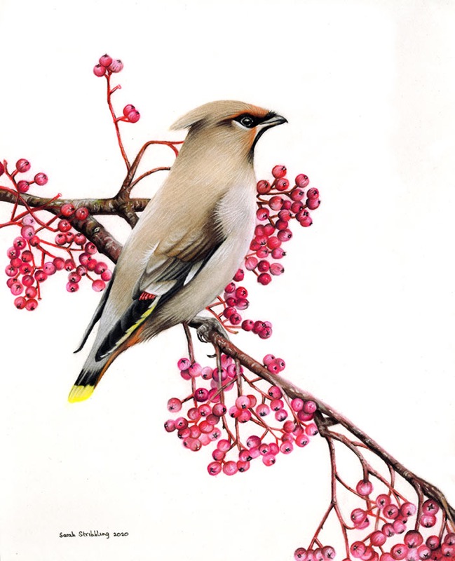 Waxwing