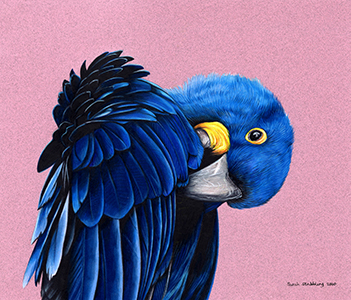 Hyacinth Macaw