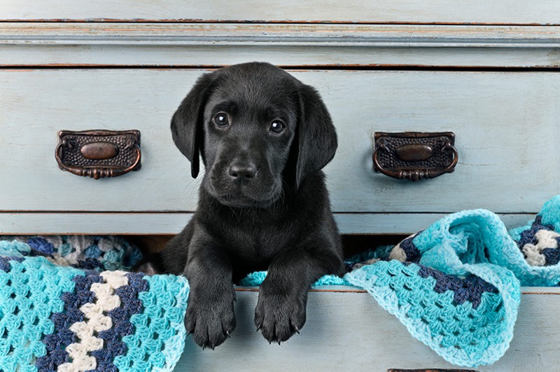 Black Lab In Drawer DP1502