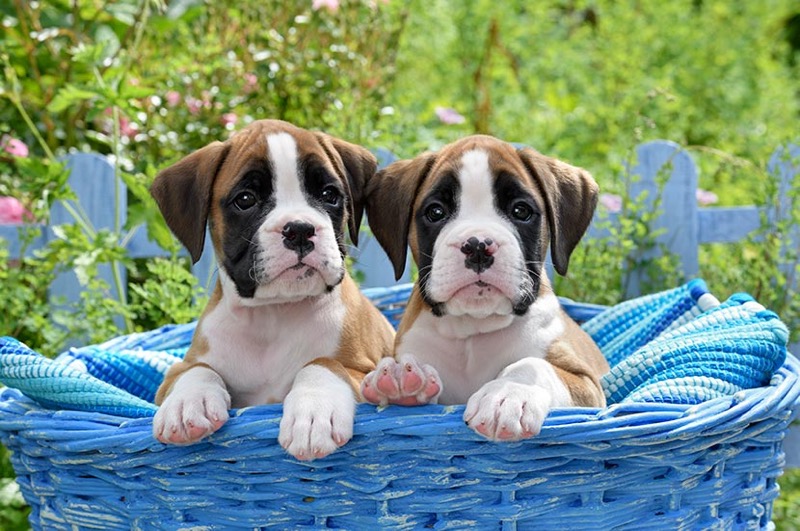 2 Puppies In Blue Basket DP1515