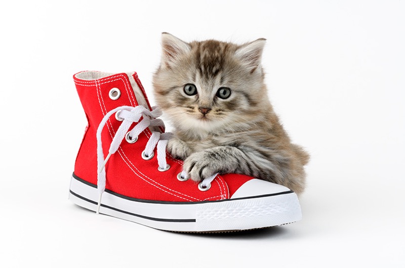 Kitten With Basketball Shoe CK713