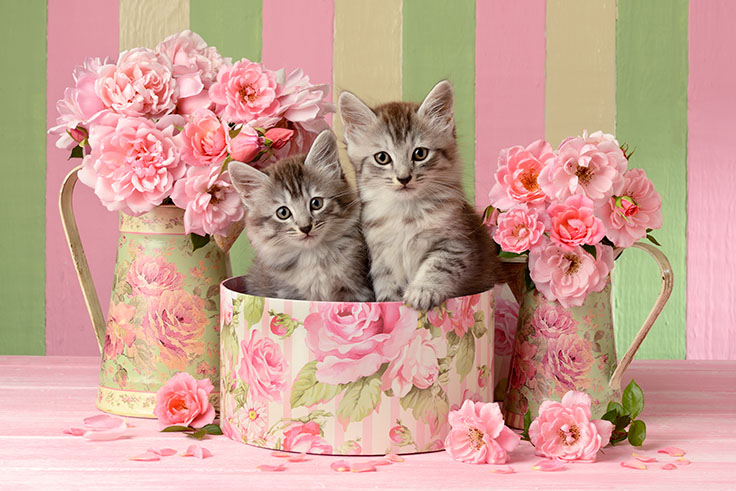 Kittens With Flowers CK626