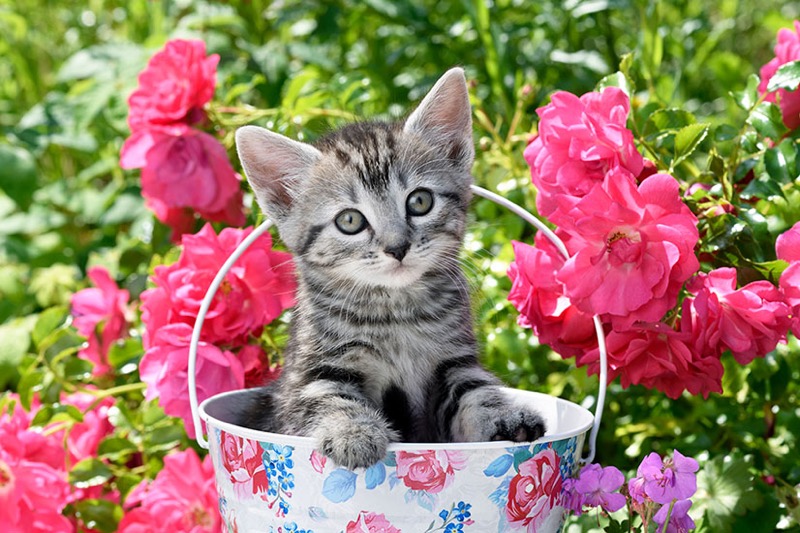 Kitten In Bucket With Flowers CK715