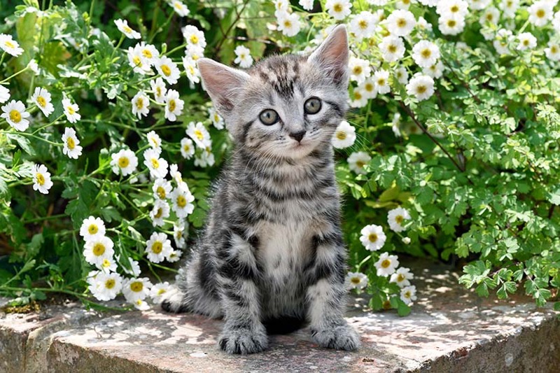 Tabby Kitten On Wall CK716