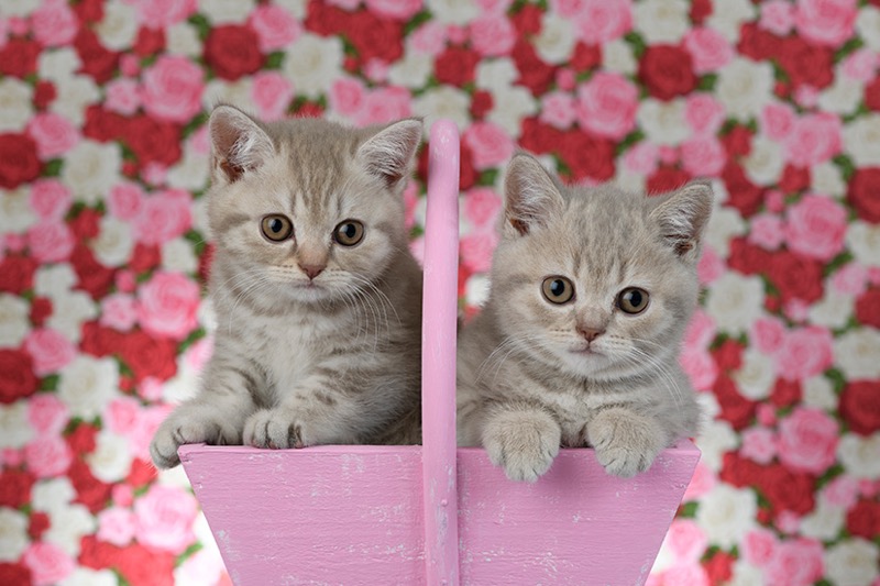 Kittens In Wooden Basket CK725