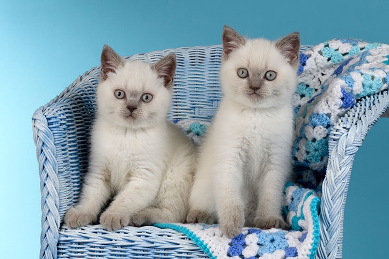 Kittens On Wicker Chair CK726