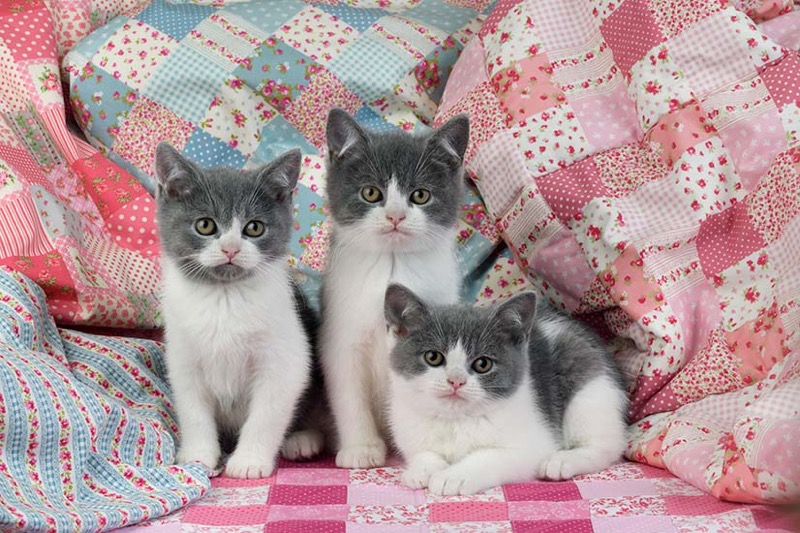 Kittens Sitting In Cushions CK735