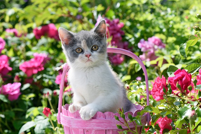 Kitten In Wicker Basket CK736