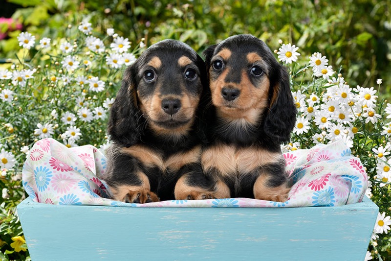 Puppies In Basket Bed DP1488