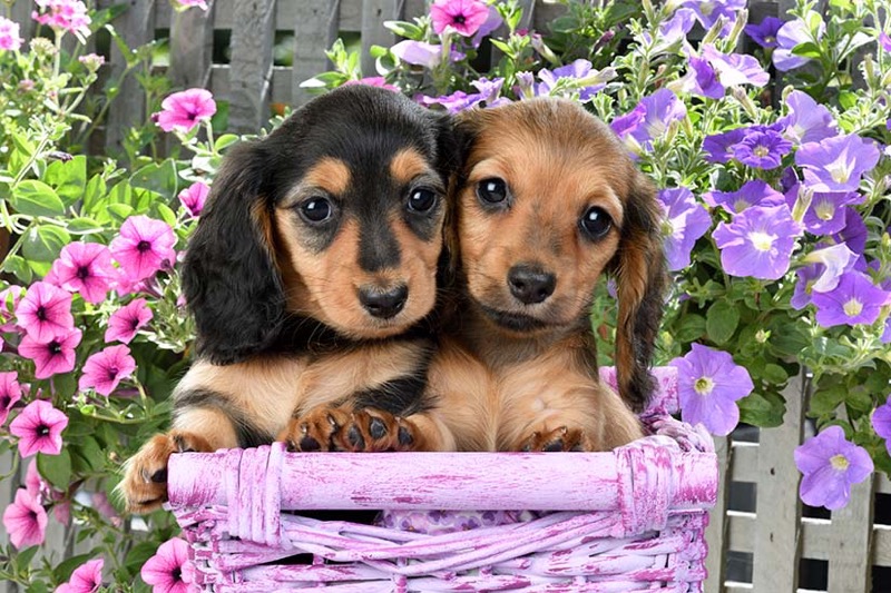 Puppies In Pink Wicker Basket DP1490