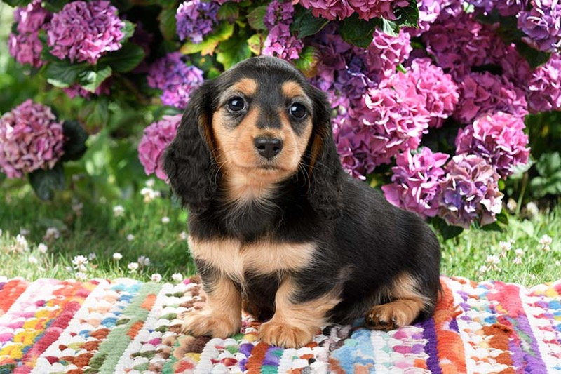 Puppy On Blanket DP1491