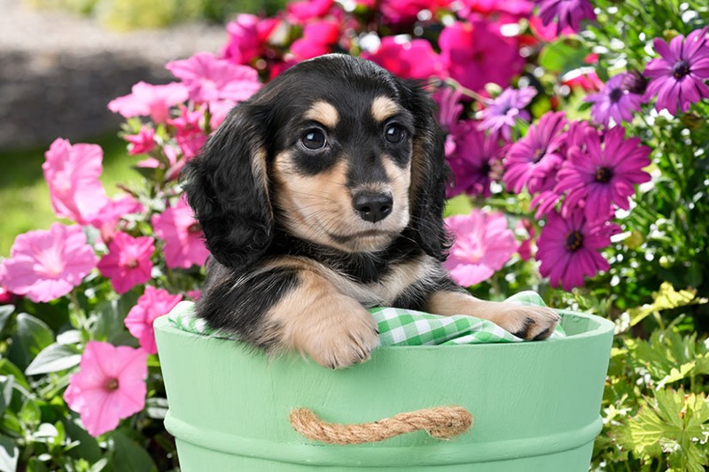 Puppy In Green Bucket DP1492