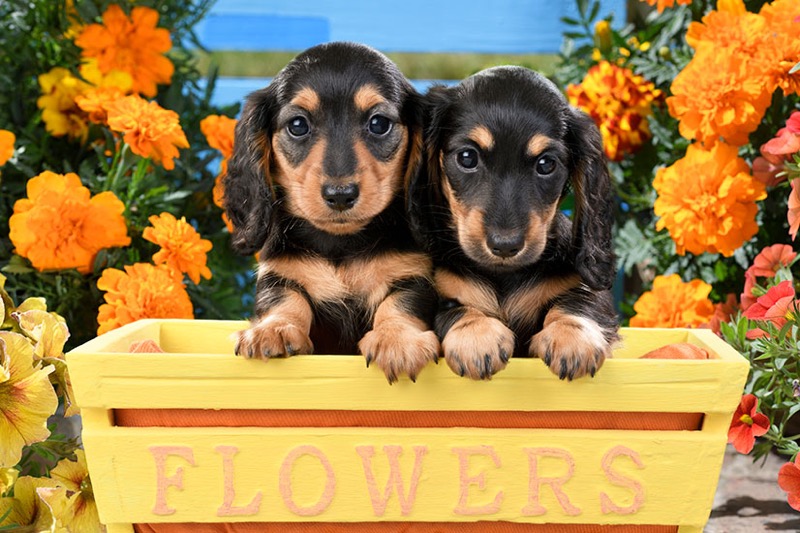 Puppies In Flower Box DP1493