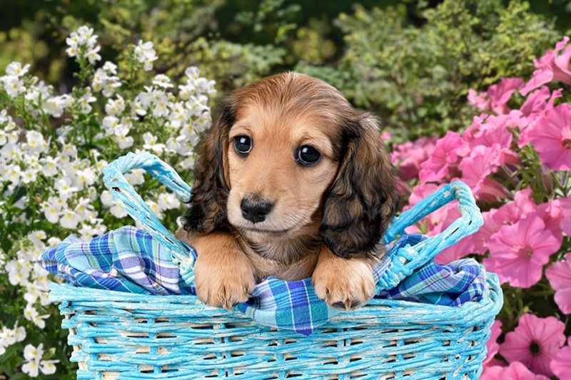 Puppy In Blue Wicker Basket DP1494