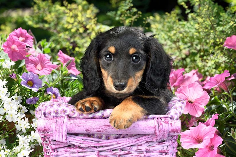 Puppy In Pink Wicker Basket DP1495