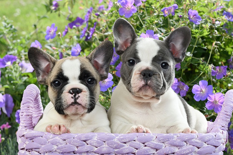 Puppies In Purple Basket DP1497