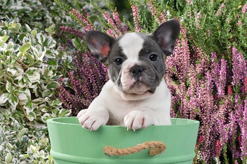 Puppy In Green Bucket DP1498