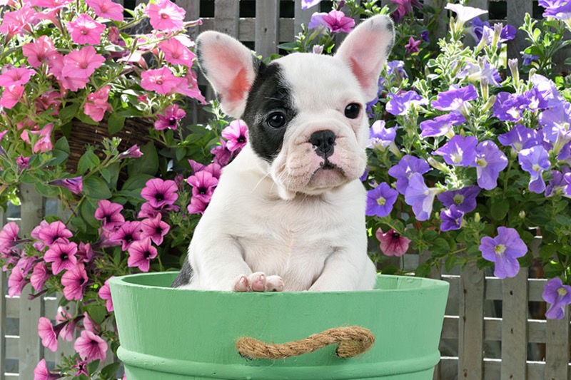 Puppy In Green Bucket DP1499