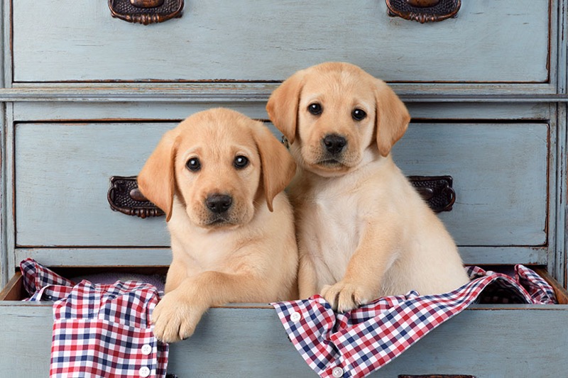 Puppies In Drawers DP1501