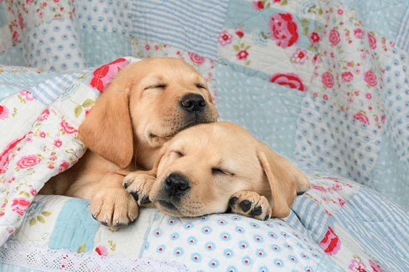 Puppies Sleeping In Blanket DP1503