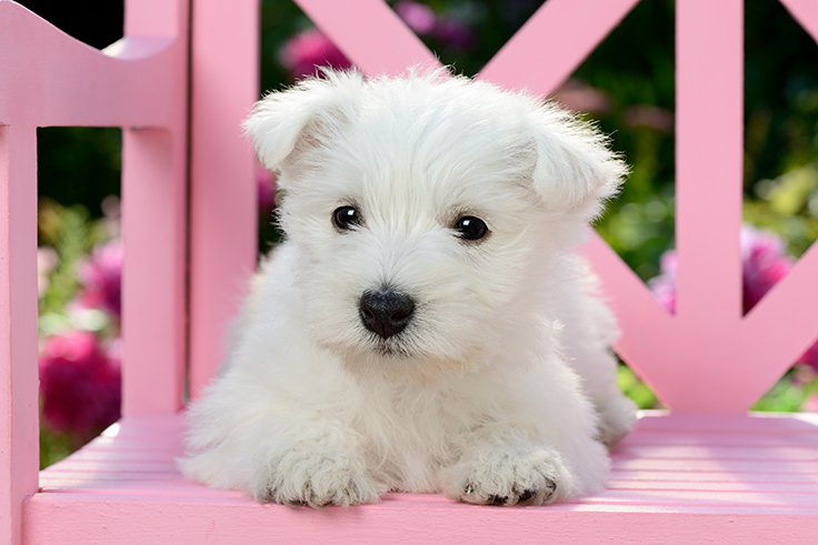 Puppy On Pink Bench DP1504