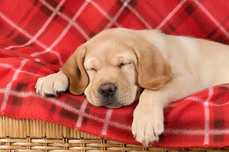 Puppy Sleeping On Blanket DP1507