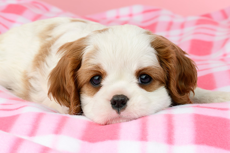 Puppy On Blanket DP1508