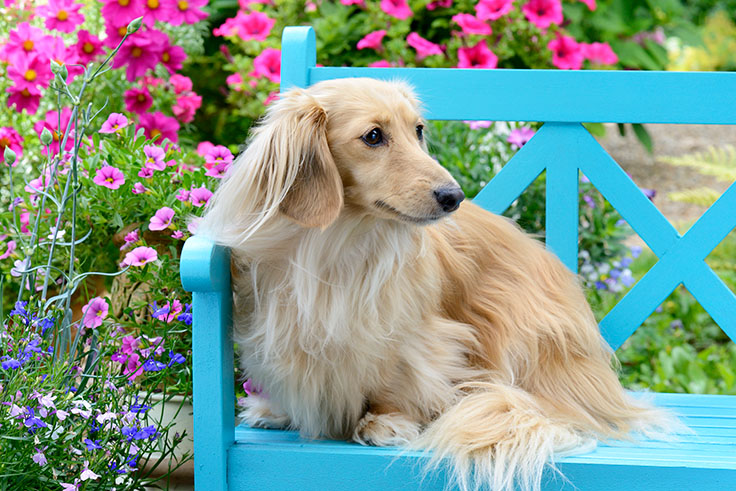 Dog On Bench DP1511