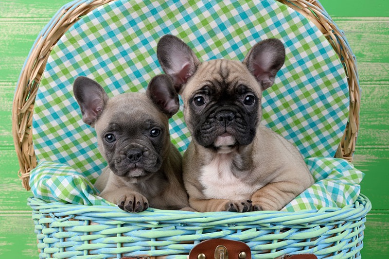 Puppies In Picnic Basket DP1513