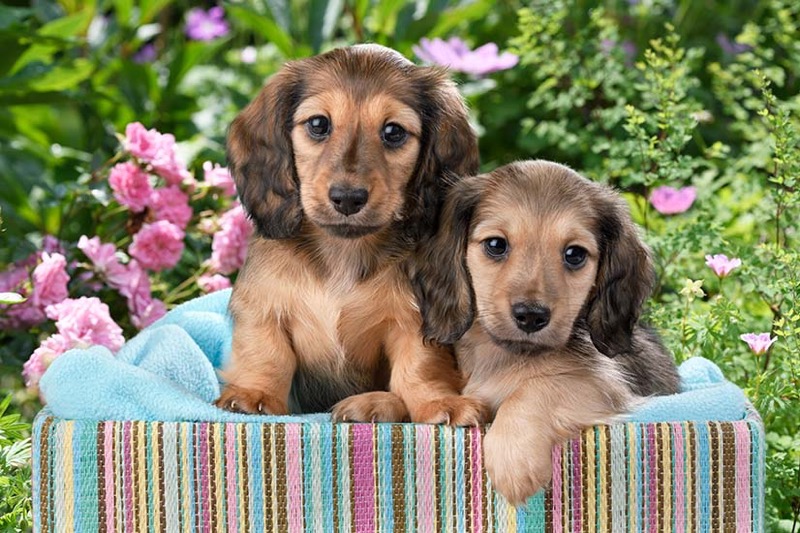 Puppies In Stripe Bed DP1519