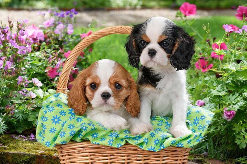 Puppies In Wicker Basket DP1521