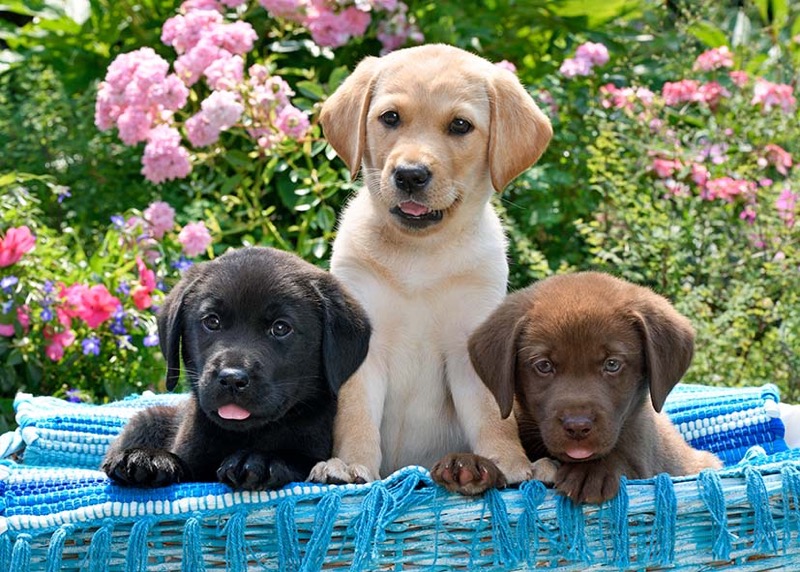 3 Puppies In Basket DP1523