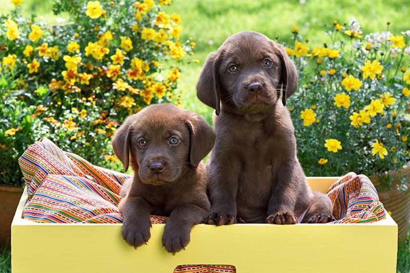 Puppies In Yellow Bed DP1529