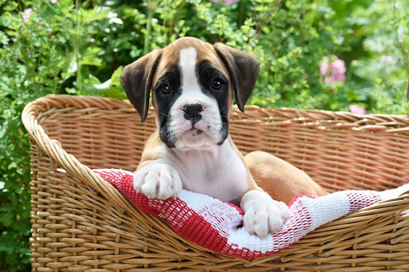 Puppy In Wicker Basket DP1537