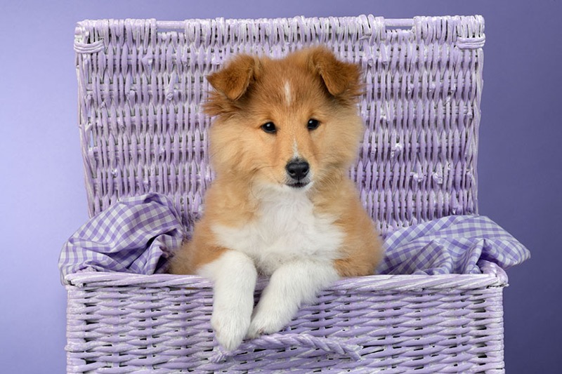 Puppy In Purple Basket DP1541