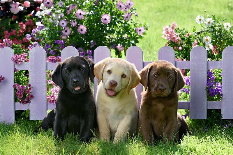 Puppies In front Of Fence DP1543