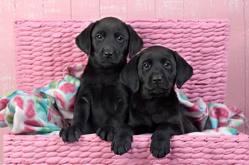 Puppies In Pink Basket DP1550