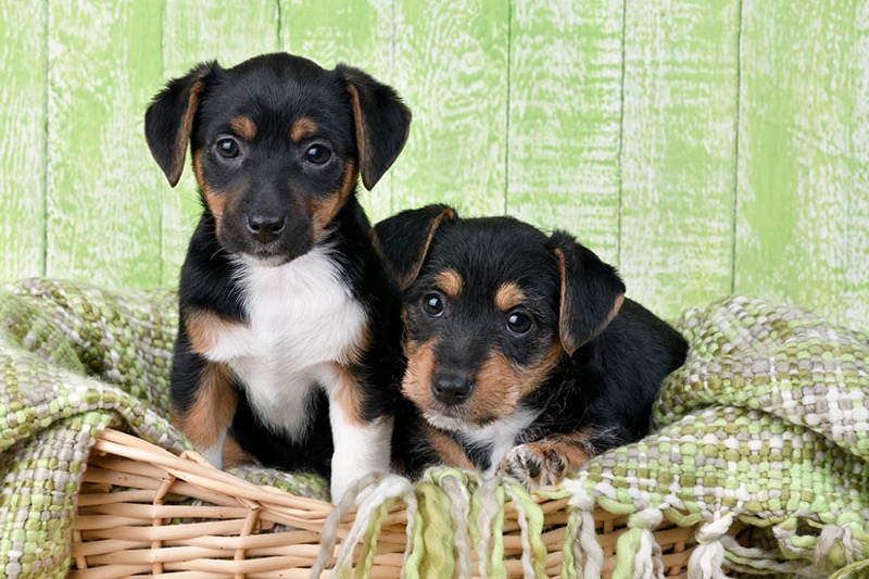 Puppies In Basket DP1551