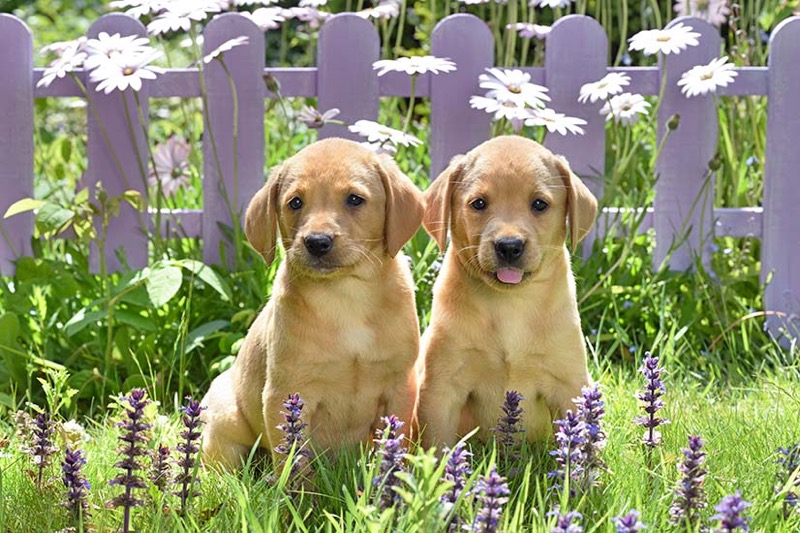 Puppies In Front Of Fence DP1556