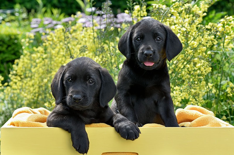 Puppies In Yellow Box DP1557