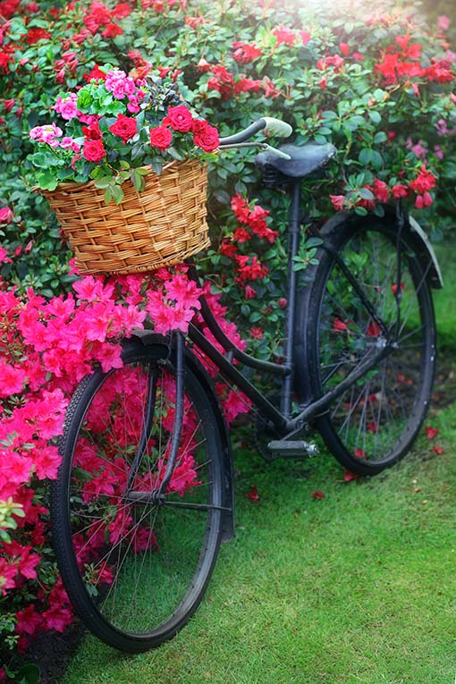 Flowers And Bike F1277