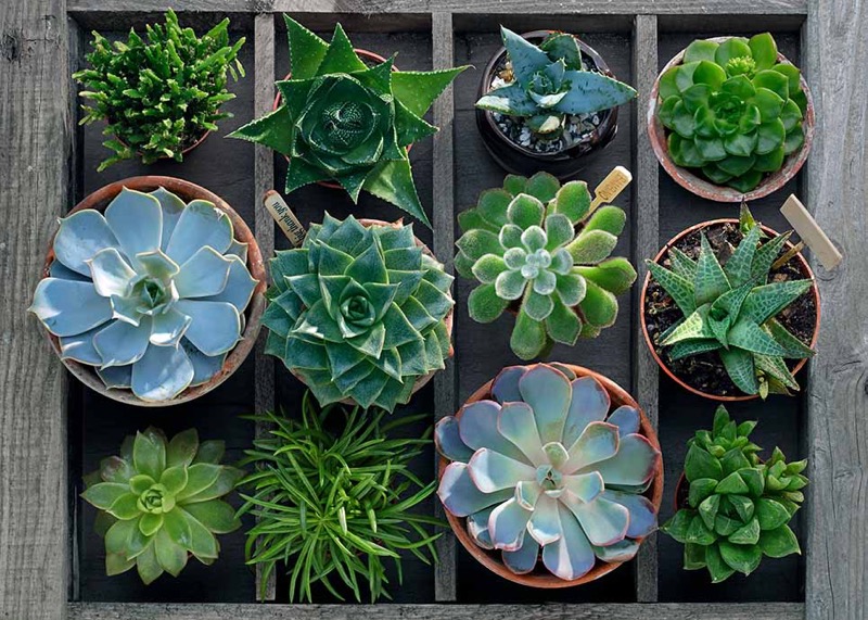 36031 Birds eye Succulents PZ101 360311