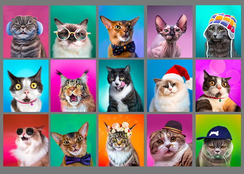 Funny Cat Portraits